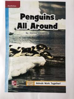 Penguins All Aronud
