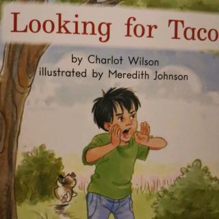 looking for taco