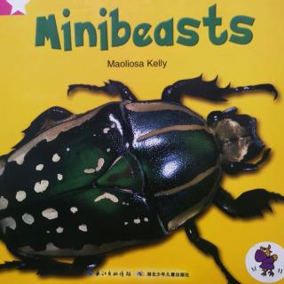 minibeasts（小宝）