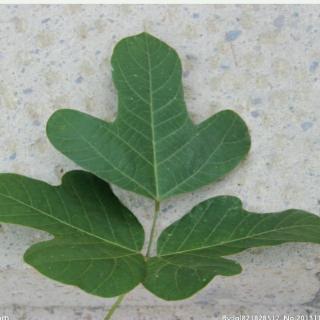 古诗《饮湖上初晴后雨》   儿童诗《我有一个小小的梦想》