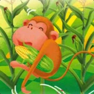 世纪花园幼儿园娓娓故事2《小猴子掰玉米》