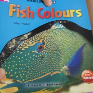 fish colors (小宝）