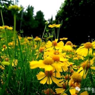 冰之焰：金鸡菊花开（林海：晨星）