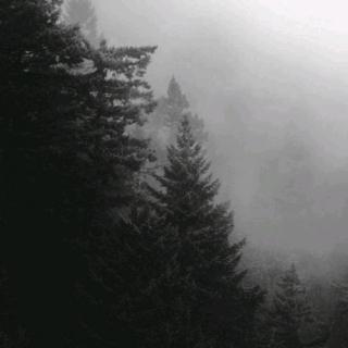 森林/迷雾/雨/空灵