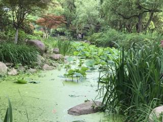 3 桂花雨 课文录音