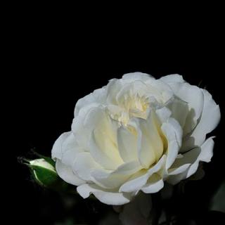 一朵白蔷薇