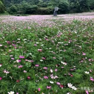 冰之焰：夏日随笔（四）（鲜远：花如雨）