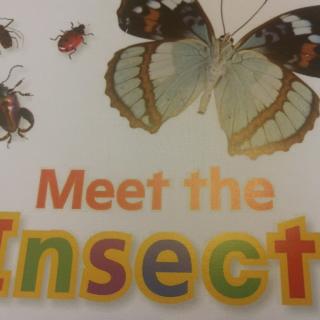 Meet the Insects