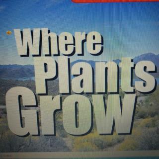 David yao 《Where Plants Grow》