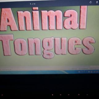 David yao《Animal Tongues》