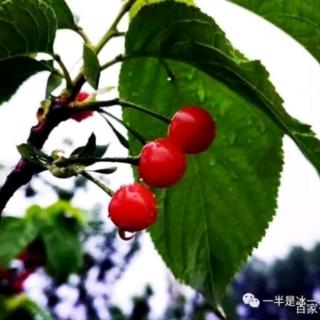 冰之焰：夏雨四章（TLK天翔：Summer Rain In The Afternoon）