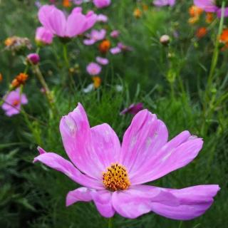 A Park near My home