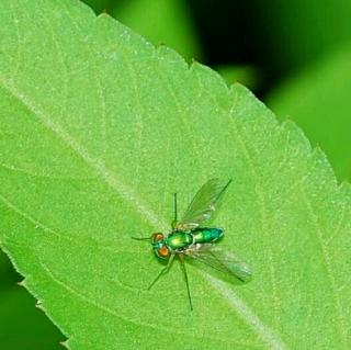 《昆虫记》――绿蝇