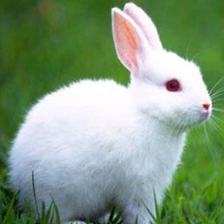小白兔爱比美