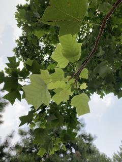 《蝶恋花·千叶早梅夸百媚》晏几道