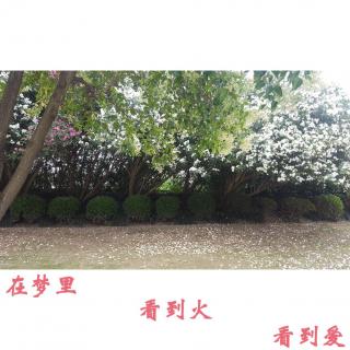 【原创】春天梦中的樱花树—Edward