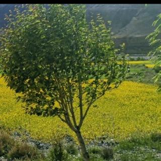 戲問(wèn)花門酒家翁（岑參）