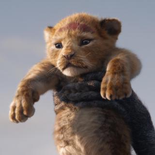“真狮版”《狮子王》一场来自非洲大草原的“云吸猫”