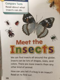 Meet the insects