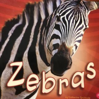 Zebras