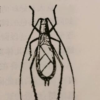 蟋蟀的歌声和交尾