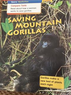 Saving mountain gorillas