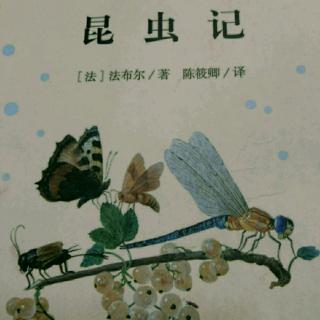 《昆虫记》――松毛虫（完）