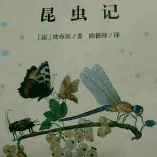 《昆虫记》――圣甲虫的梨形粪球