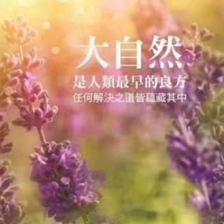 妈妈精油—薰衣草