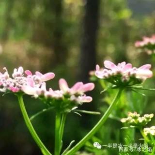 冰之焰：花.与夜晚（外三首）（鲜远：花如雨）