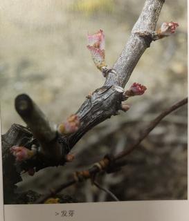 葡萄树的生长周期