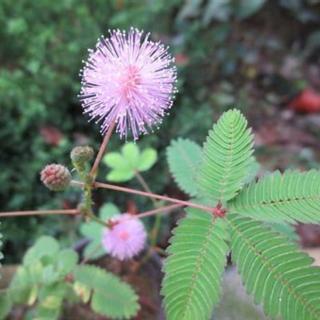 Day《每一棵草都会开花》丁立梅