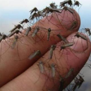 如果一群蚊子吸你的血，能把人给吸死吗？