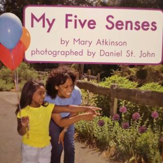 my five senses