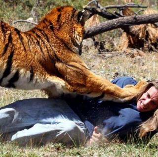 为什么老虎伤过人后，就必须要杀死它？