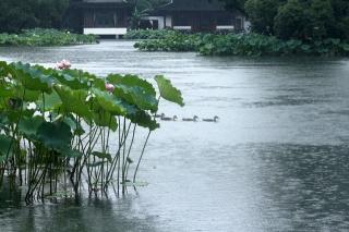 听雨