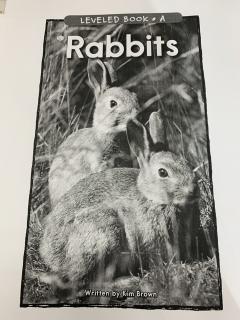 Elisa🐰A级_20190818_Rabbits