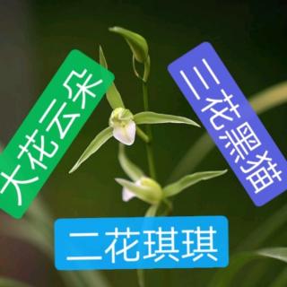 三花聚顶----花式被坑和被骗