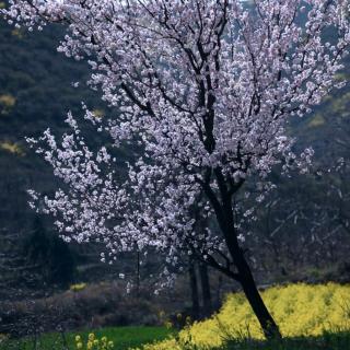 山楂花（人声）