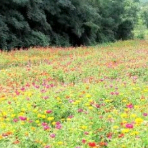 《邻居的父亲节》作者：吕民仓