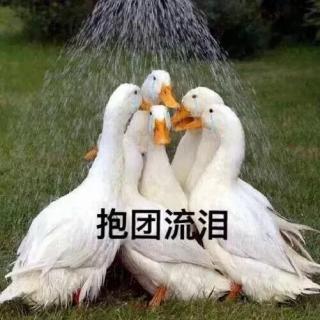 【午夜杂谈】在中国，做鸭的下场有多惨？