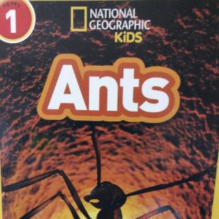 Aug. 22 Kaka 9 Ants D3