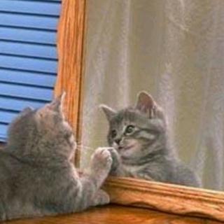 镜子里的小猫