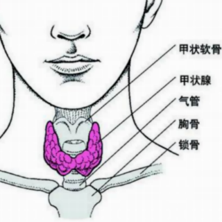 甲状腺超声的具体做法是什么？