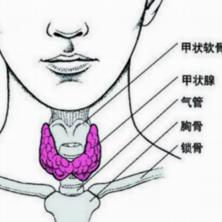 服用左旋甲状腺素应注意什么？