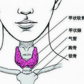 甲状腺自身抗体升高如何进行中医药治疗？