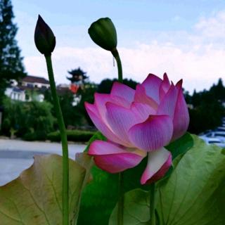 《道德经阐微》第7-9章