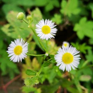 《秋天的况味》桃源野菊