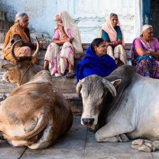 再印度吃牛肉会有什么后果