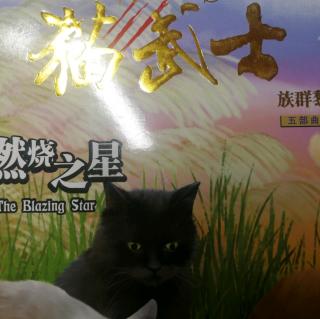 猫武士